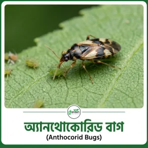 অ্যানথোকোরিড বাগ (Anthocorid Bugs)