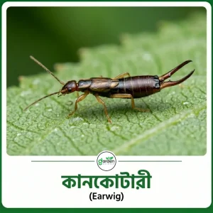 কানকোটারী (Earwig)