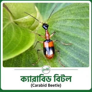 ক্যারাবিড বিটল (Carabid Beetle)