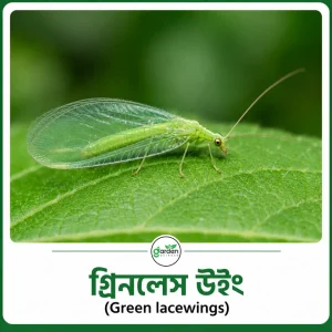 গ্রিনলেস উইং (Green lacewings)