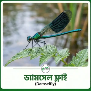 ড্যামসেল ফ্লাই (Damselfly)