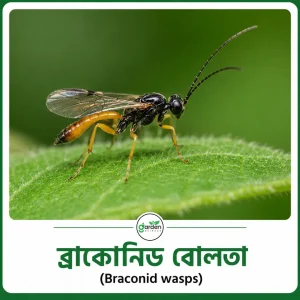 ব্রাকোনিড বোলতা (Braconid wasps)