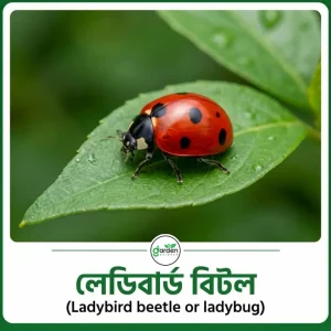 লেডি বার্ড বিটল (Ladybird beetles or ladybug)
