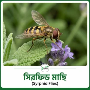 সিরফিড মাছি (Syrphid Flies)