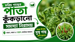 মরিচ গাছের পাতা কুঁকড়ানো