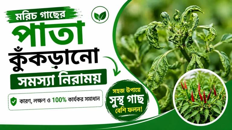 মরিচ গাছের পাতা কুঁকড়ানো