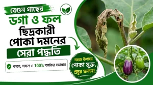 বেগুনের ডগা ও ফল ছিদ্রকারী পোকা