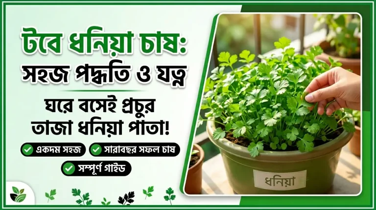ধনিয়া চাষ