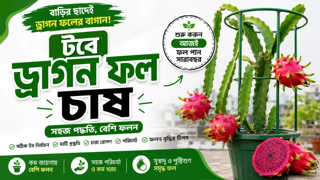 টবে ড্রাগন ফল চাষ