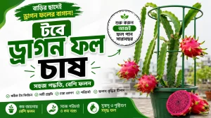 টবে ড্রাগন ফল চাষ