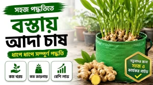 বস্তায় আদা চাষ পদ্ধতি