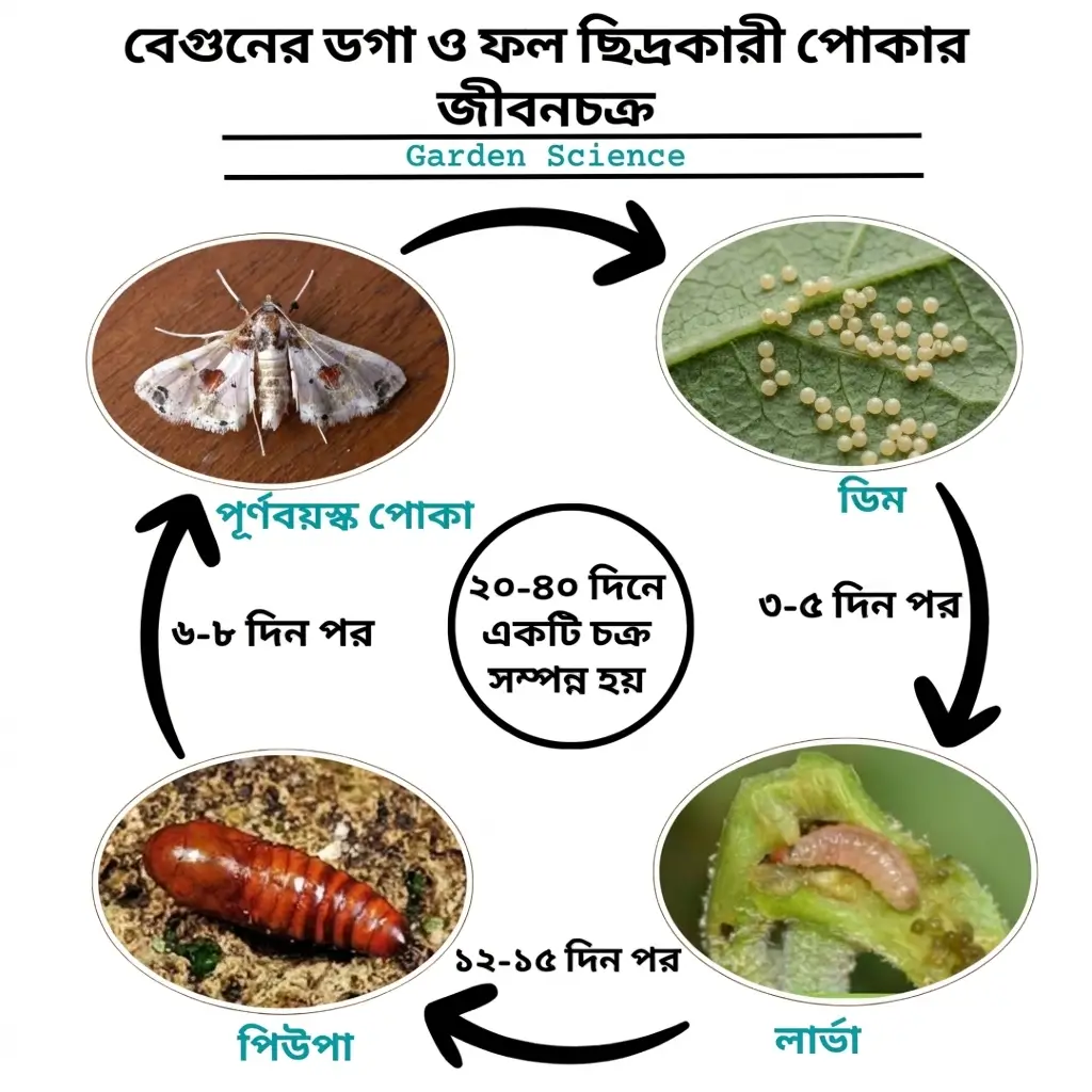 বেগুনের ডগা ও ফল ছিদ্রকারী পোকার জীবন চক্র 