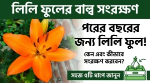 লিলিয়াম ফুল