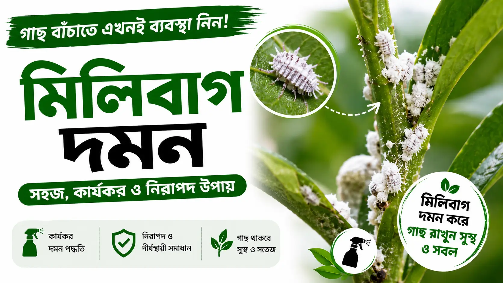 মিলিবাগ দমন