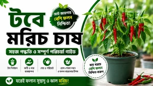 টবে মরিচ চাষ
