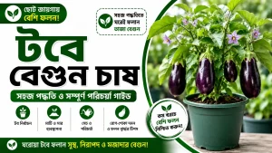 টবে বেগুন চাষ