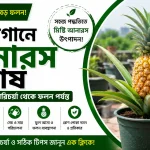 ছাদ বাগানে আনারস চাষ পদ্ধতি