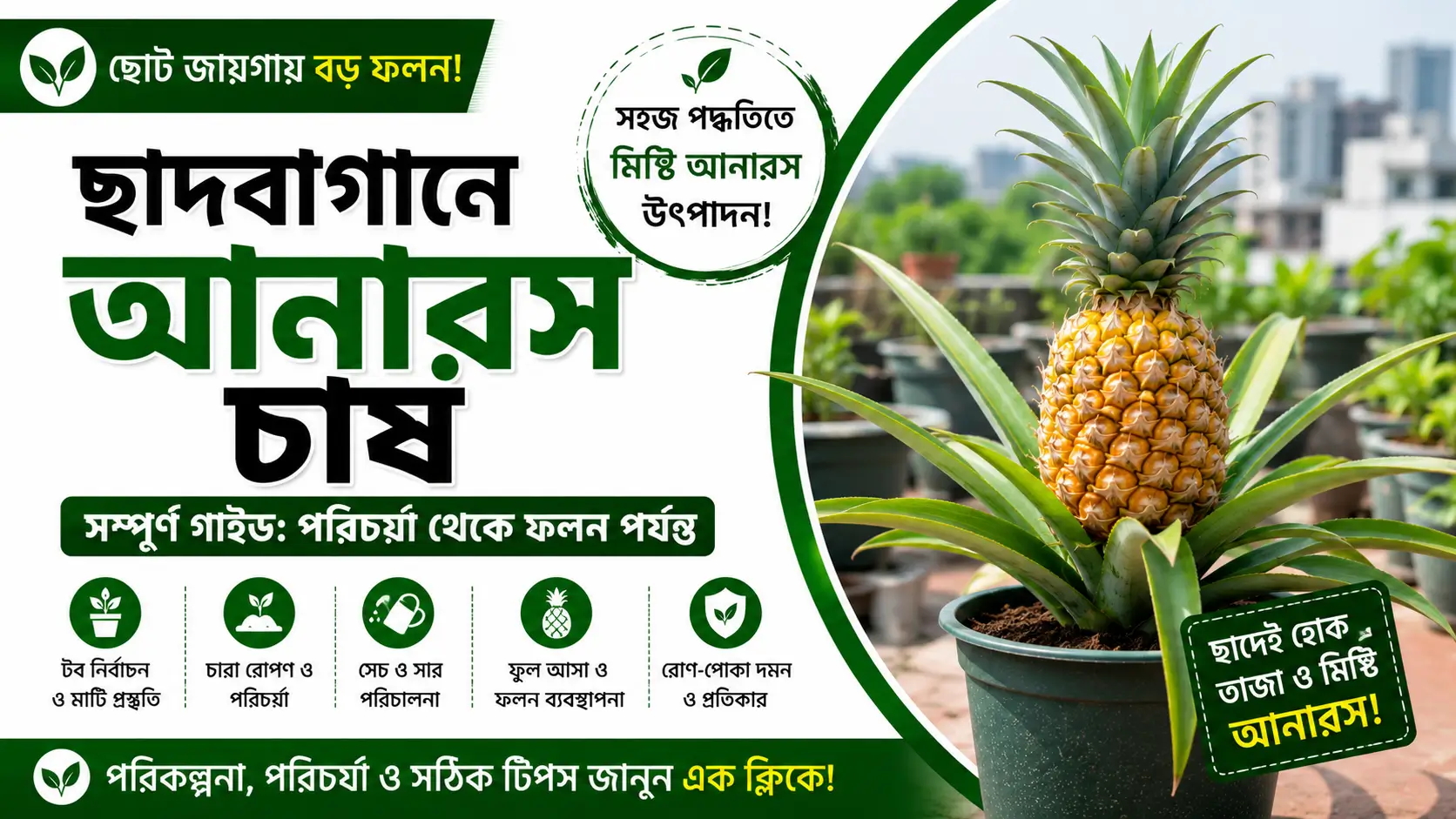 আনারস চাষ পদ্ধতি