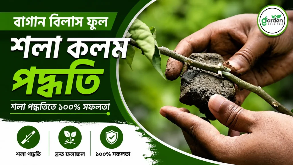 বাগান বিলাস ফুল গাছের শলা কলম পদ্ধতি