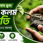বাগান বিলাস ফুল গাছের সহজ কলম পদ্ধতি | শলা কলম পদ্ধতিতে নতুন চারা তৈরি
